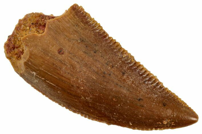 Serrated Raptor Tooth - Real Dinosaur Tooth #358025